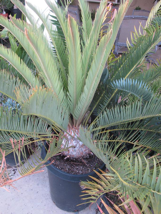 Spacing of palms DISCUSSING PALM TREES WORLDWIDE PalmTalk